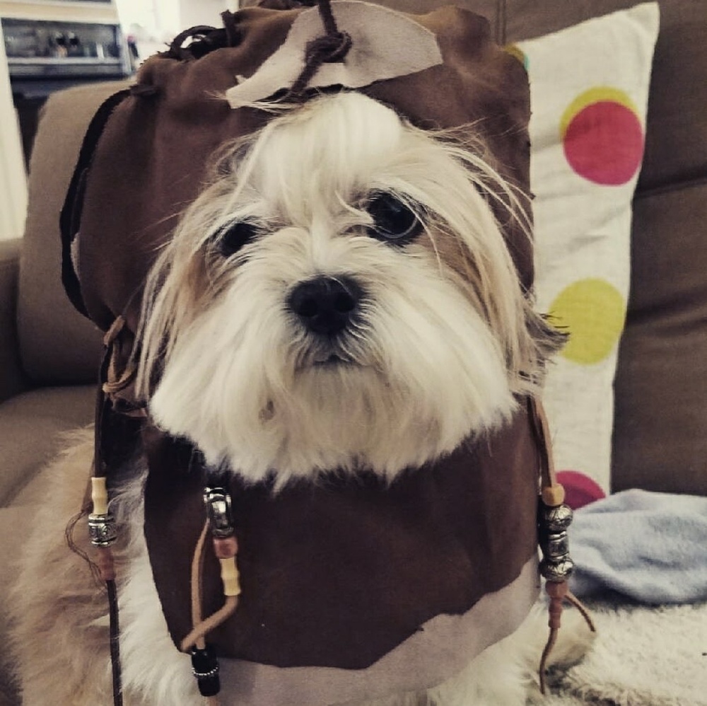 Meet your Posher, Shelley